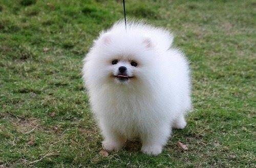 **Magnificent Teacup Pomeranian Poppy for sale**