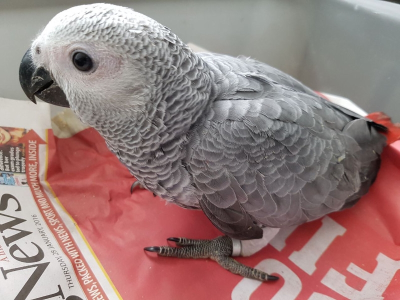 Talking African Grey Parrots