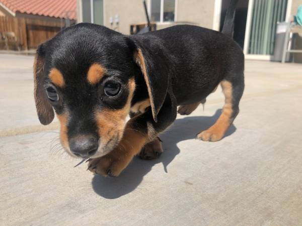 Jack Russell puppies 