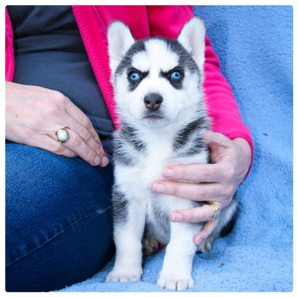 Out Standing Siberian Husky Puppies Available