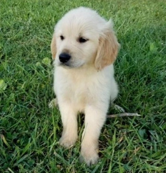 Frisky. Cute M/F Golden Rtriever Pups.