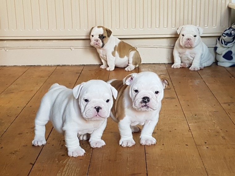  ENGLISH BULLDOG PUPPIES FOR SALE