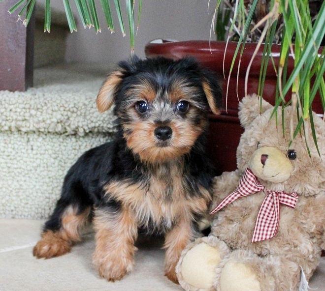 X-MAS AKC REGISTERED HOME TRAINED YORKIE PUPPIES.