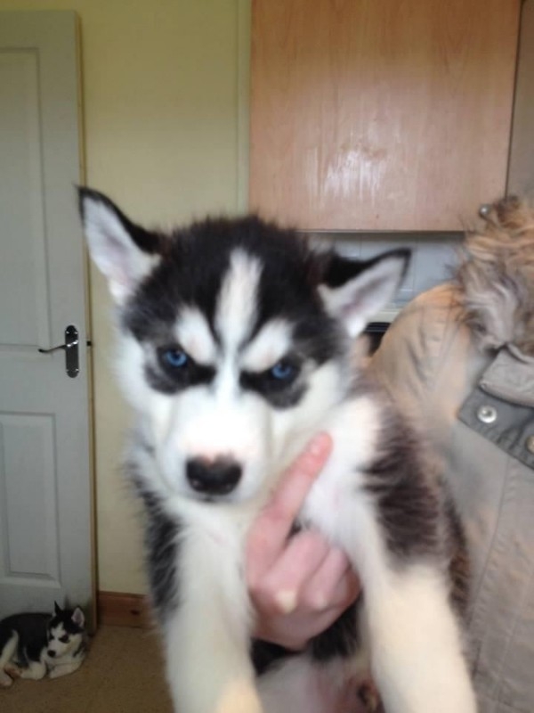  Blue eyes  Siberian Husky Puppies