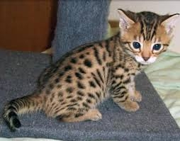 Bengal kittens for adoptions 5013022201