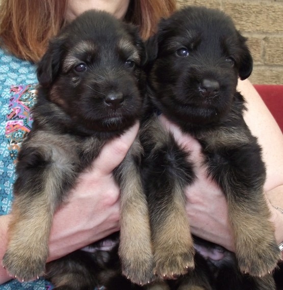 German Shepherd puppies available for re homing
