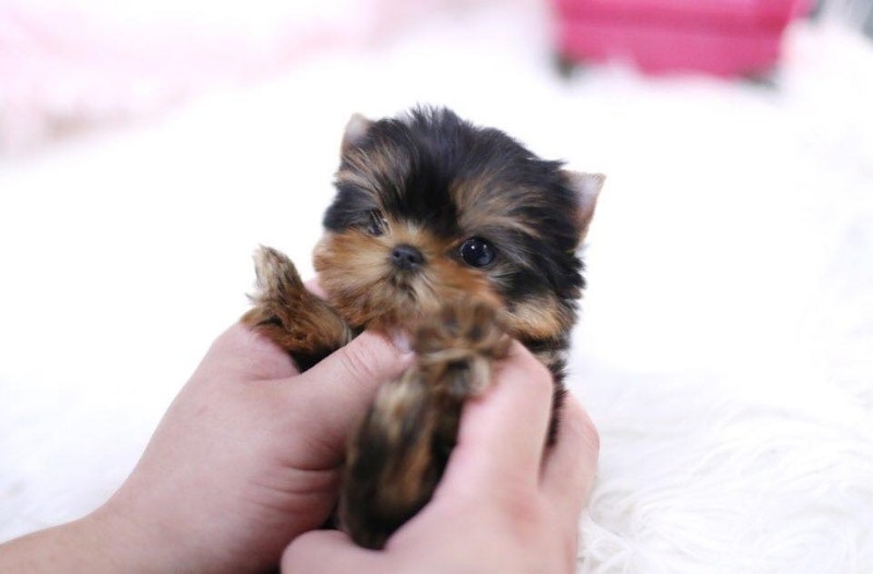 Absolute Joyful yorky puppy For free adoption  