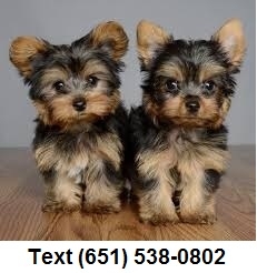 Yorkshire Terrier