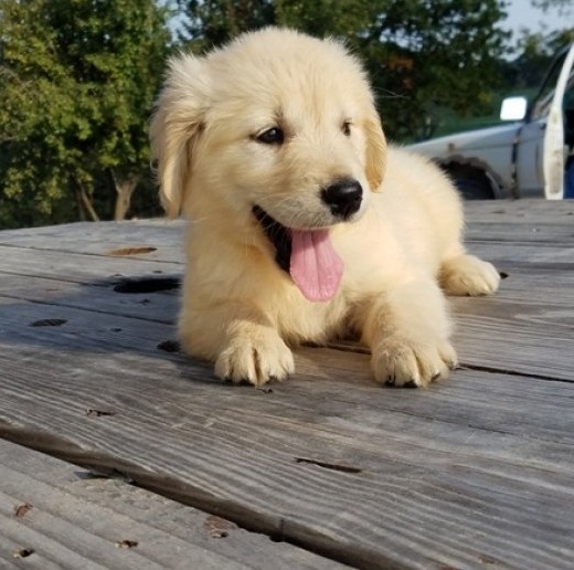 M/F Golden Retriever Pups.