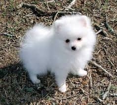 Adorable and Fantastic Pomeranian  puppies male an