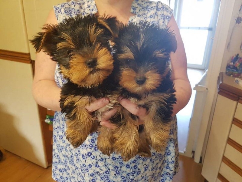 Yorkshire Terrier puppies.