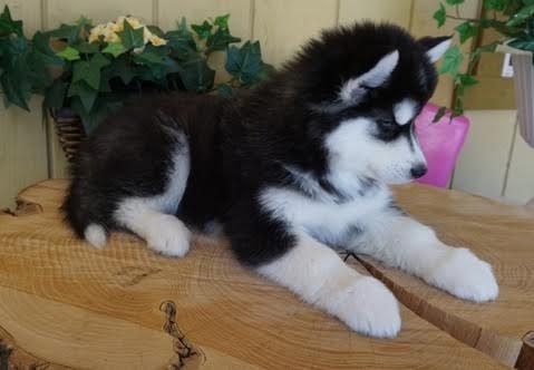 cude Siberian Husky puppies for new homes
