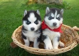 Beautiful Siberian husky puppies. (208) 423-3317