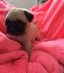 AKc Reg Pug Puppies