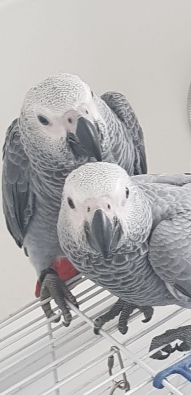 Hand Tam African Grey Parrots For Sale