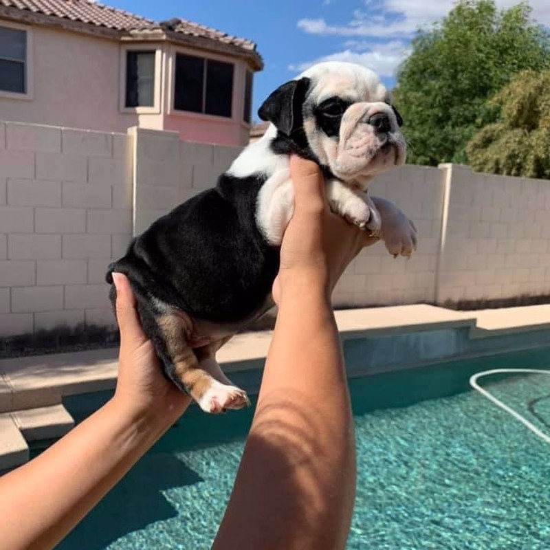 Adorable English bulldog