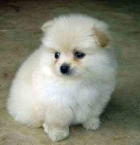       MOST BEATIFULL POMERANIANS FOR SALE     