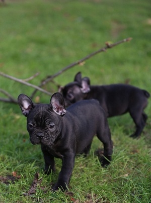 French Bulldog Pups for sale 