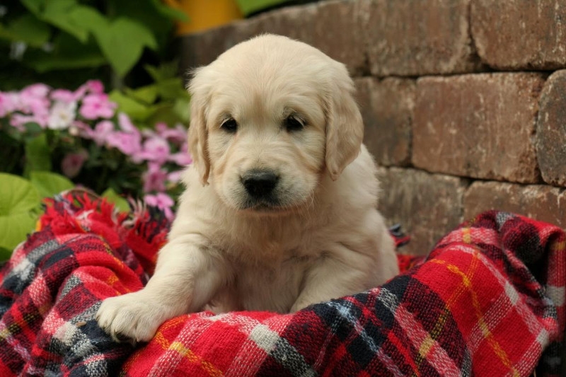 ❤️Adorable AKC Champion Bloodline Golden Retrievs