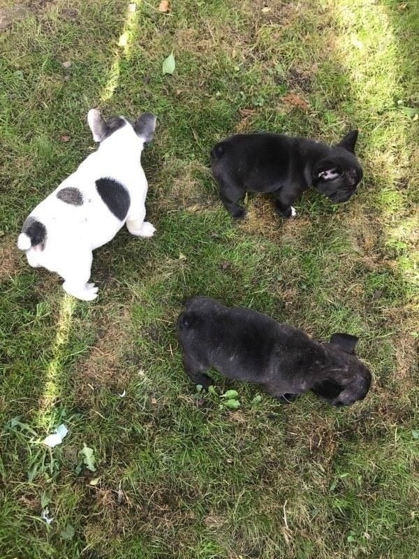 Beautiful French Bulldog puppies now available