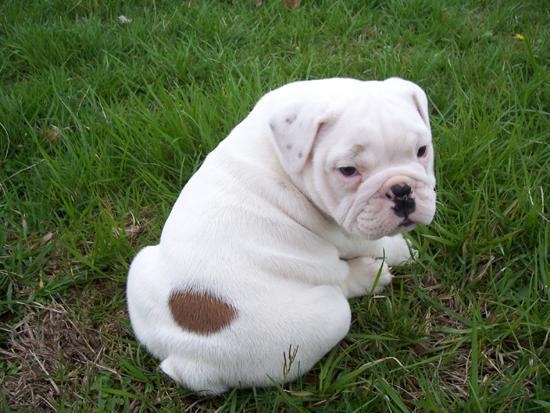 English bulldog puppies for sale