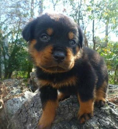 Gorgeous Rottweiler puppies available ready to go