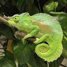 Exotic Reptiles For Sale