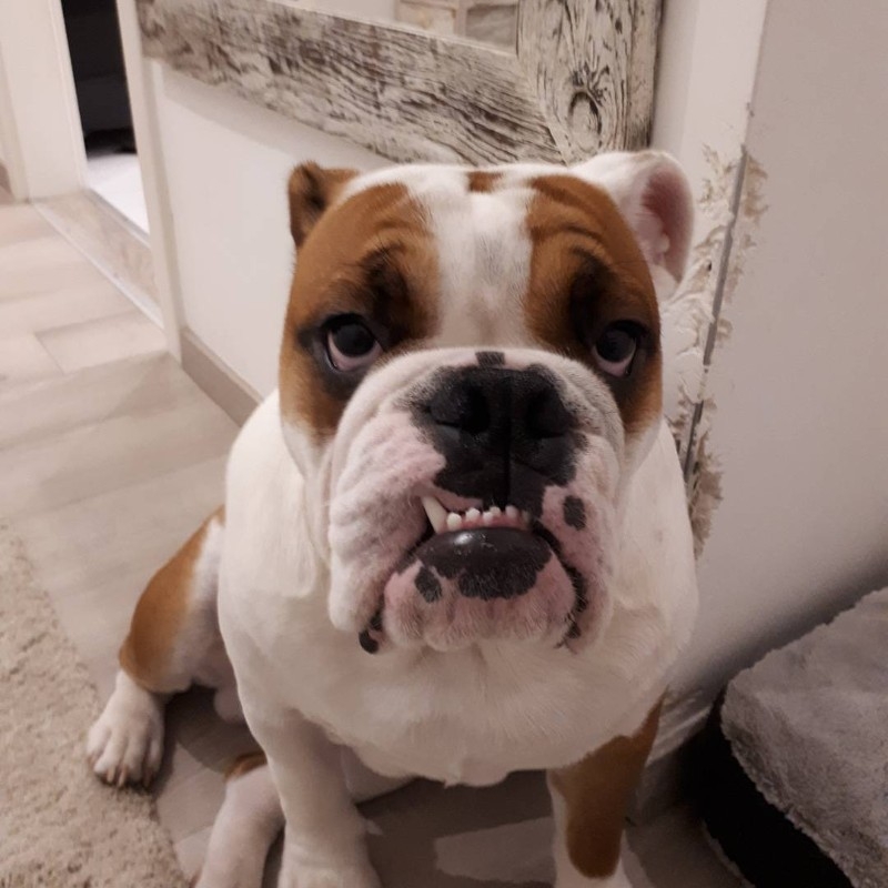 English bulldog for sale