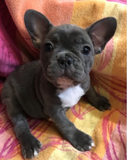 FRENCH BULLDOG PUPPIES