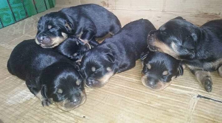 Quality rottweiler puppies available for sale