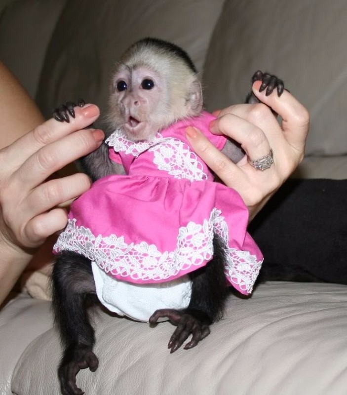 Adorable Baby Capuchin Monkeys For Sale