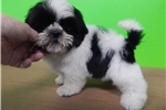 shih-tzu-puppy-pictu