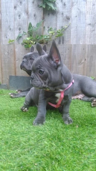 Kc French Bulldog puppies