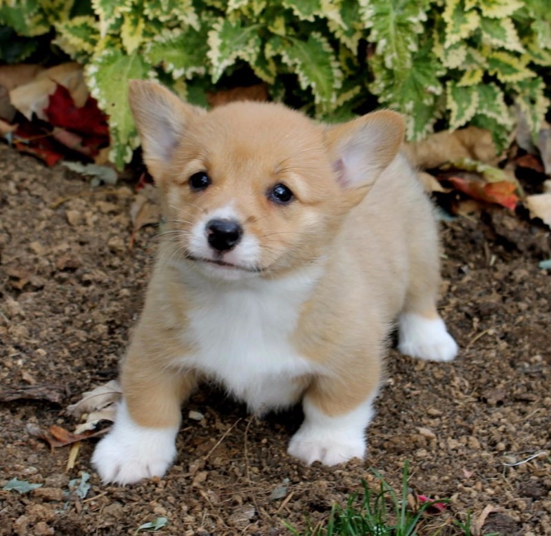 Playful Welsh Corgi Puppies