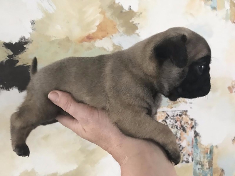 Genuine pug Puppies Ready for Rehoming(Chrismas)))