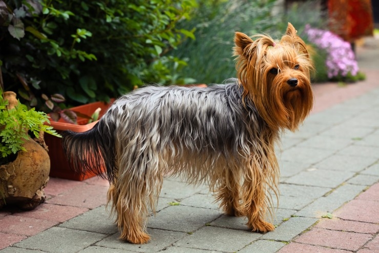 Pure Breed Yorkshire Terrier Tiny Pup