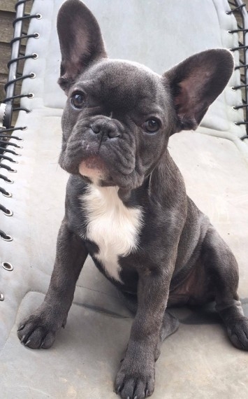  Cute Healthy French Bulldog Puppies