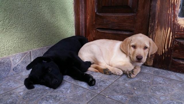 For sale LABRADOR retriever puppies 