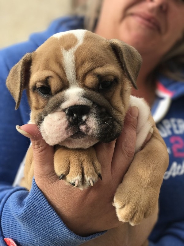 Lovely English bulldog puppies