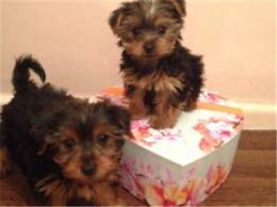  Akc Yorkie Puppies Available For Adoption.