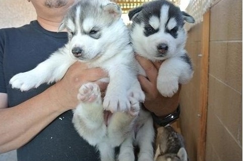 Purebred Siberian Husky