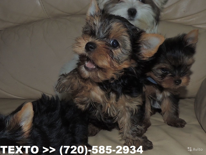 Blue Eyes males/females yorkie puppies