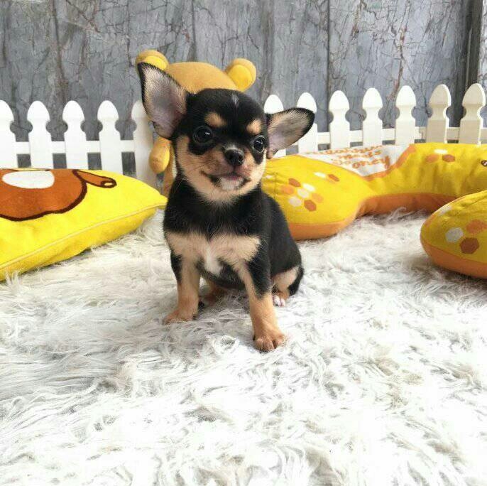 Teacup Chihuahua puppies available