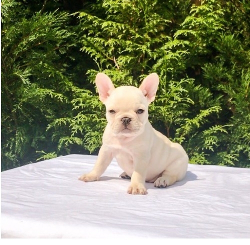 Gorgeous Fawn French Bulldog Puppies