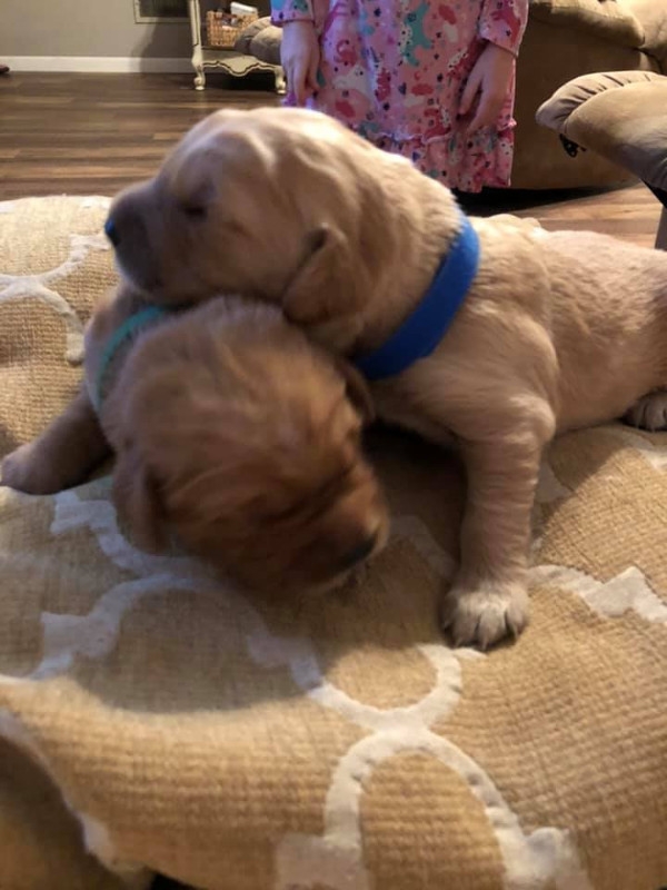 CUTE GOLDEN RETRIEVER PUPPIES FOR SALE