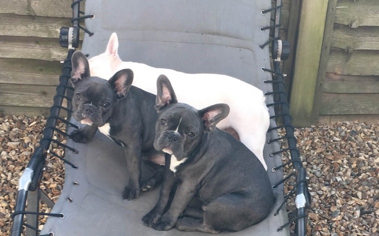 Gorgeous French Bulldog Puppies