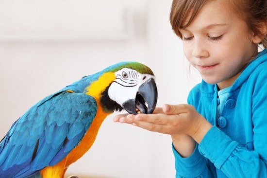 Talking and just so nice macaw parrots 