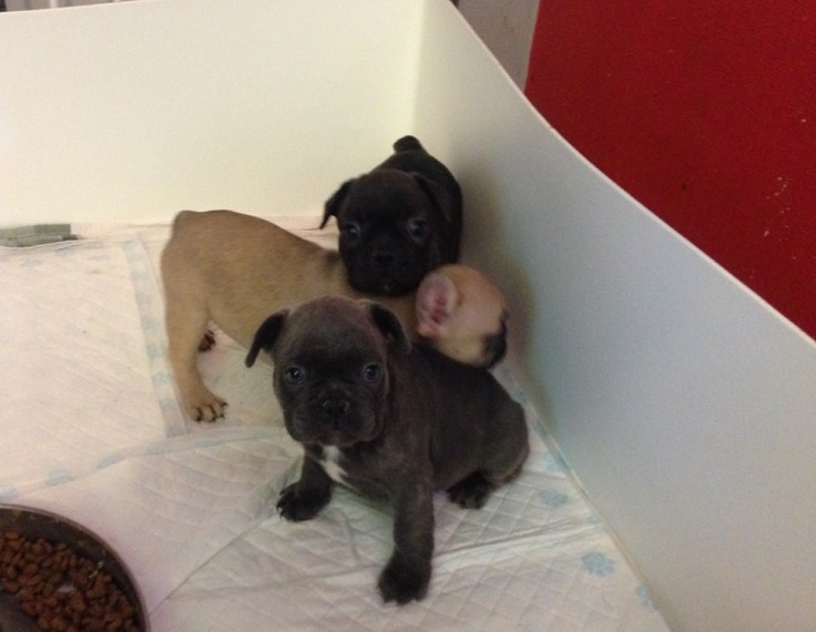 French Bulldog Puppies