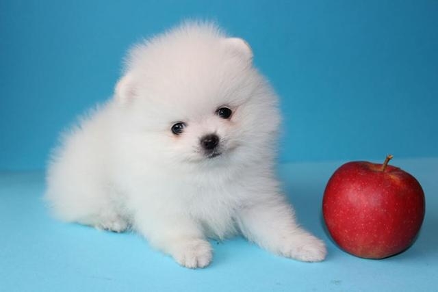 Cheap Pomeranian Puppies For Sale