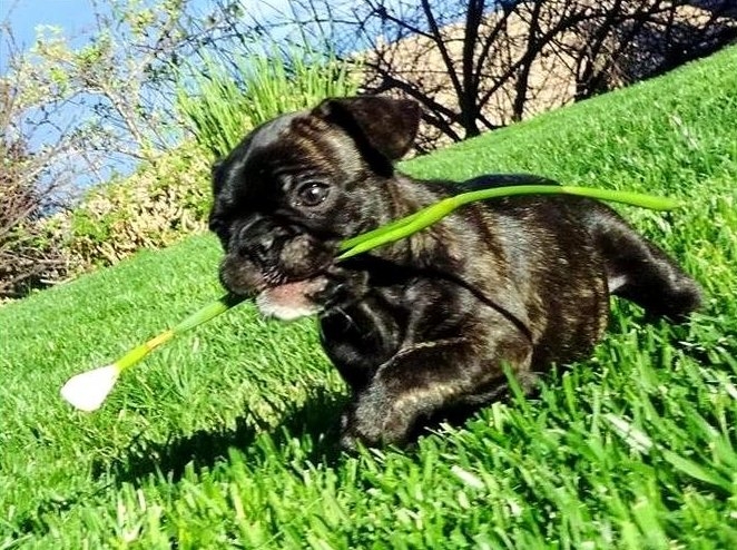 Blue French bulldog puppy